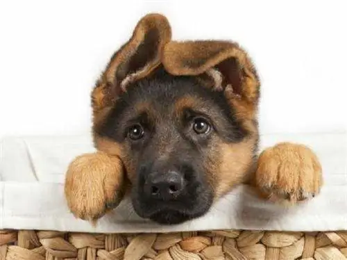 苏牧 德牧 颜值高又优秀的狗狗，在生活中却鲜少人养，究竟是什么原因？