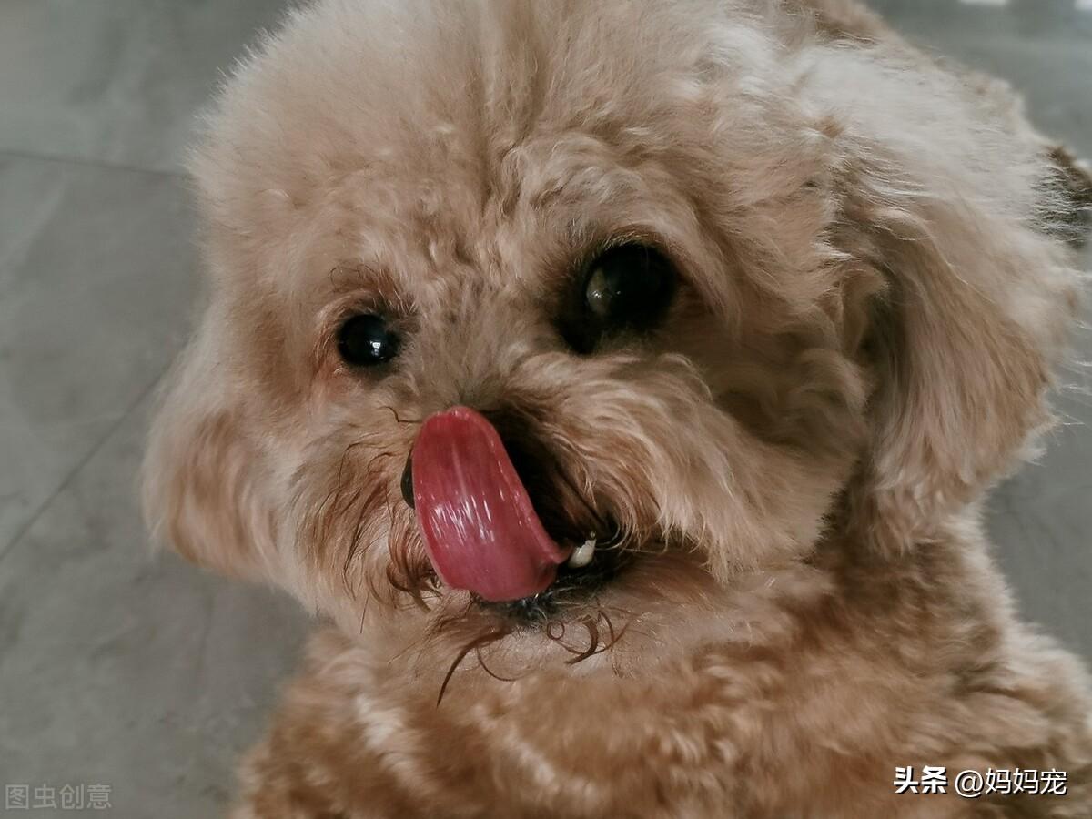 “泰迪犬一般多少钱”其价格高低与什么因素有关 第2张